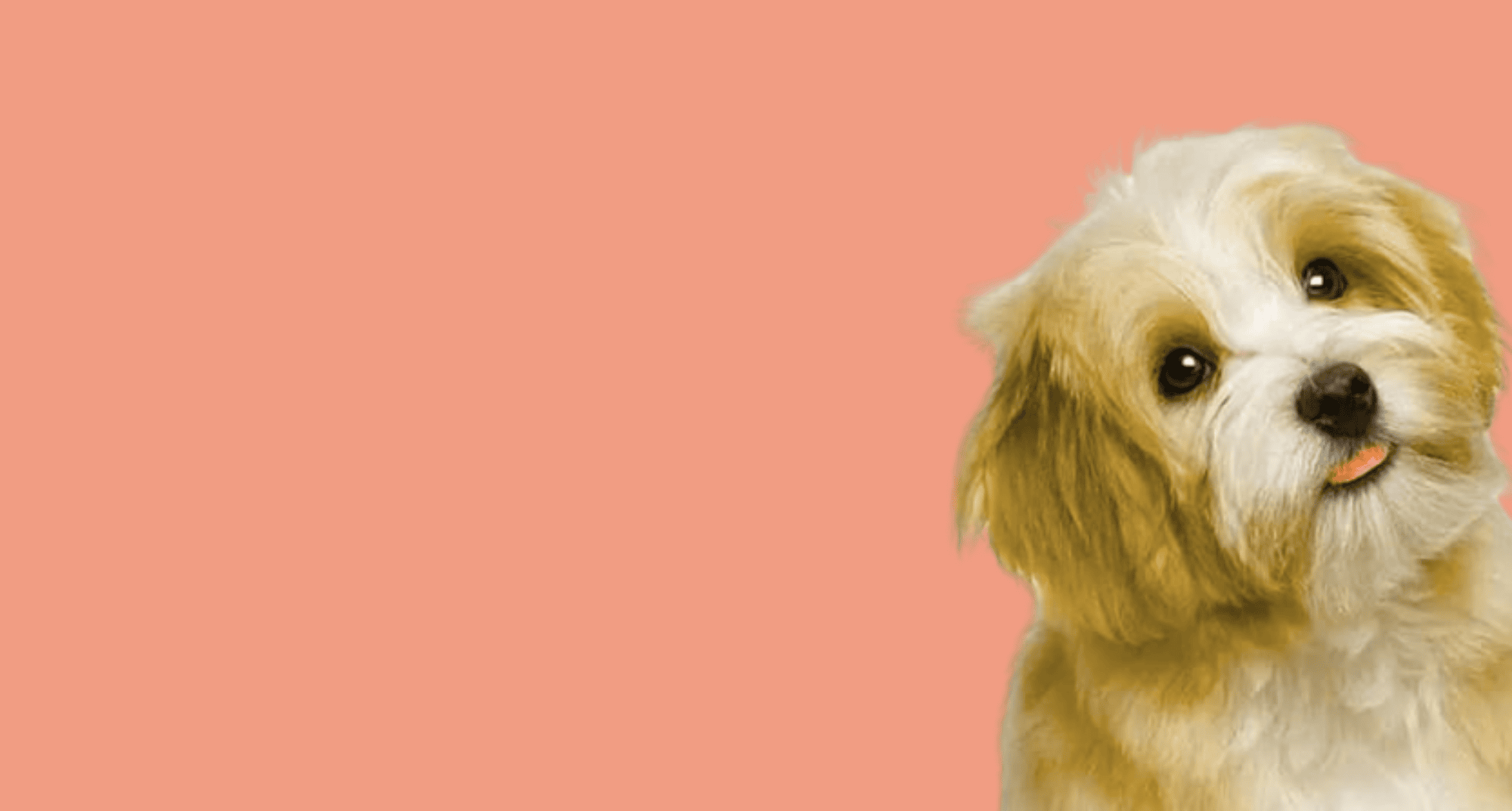 pet groomer stack dog image