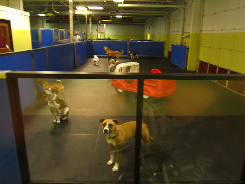 doggy daycare software